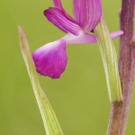 Anacamptis laxiflora (Syn. Orchis laxiflora)