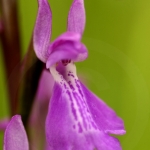 Anacamptis palustris