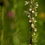 Epipactis palustris