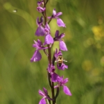 Anacamptis palustris