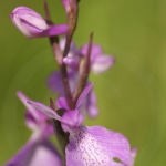 Anacamptis palustris