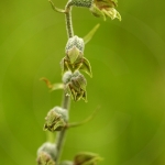 Epipactis microphylla