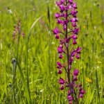 Anacamptis laxiflora