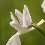 Anacamptis laxiflora