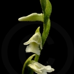 Spiranthes aestivalis