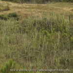 Biotope à Liparis