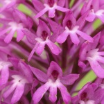 Orchis pyramidal