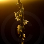 Spiranthes aestivalis