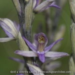 Limodorum trabutianum