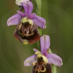 Ophrys fuciflora