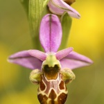 Ophrys scolopax