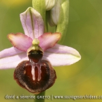 Ophrys aveyronensis