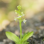 Platanthera chlorantha