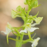 Platanthera chlorantha