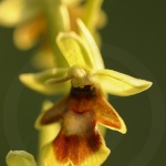 Ophrys aymoninii