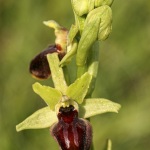 Ophrys passionis