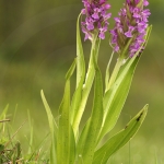 Dactylorhiza incarnata