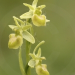 Ophrys sphegodes