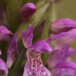 Dactylorhiza incarnata