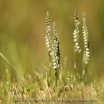 Spiranthes spiralis