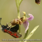 Ophrys scolopax