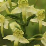 Platanthera chlorantha