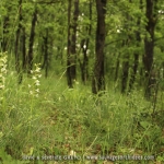 Platanthera chlorantha