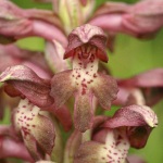 Anacamptis coriophora - Syn. Orchis coriophora