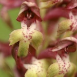 Anacamptis coriophora - Syn. Orchis coriophora