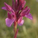 Anacamptis papilionacea