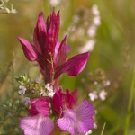 Anacamptis papilionacea