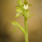 Corallorhiza trifida