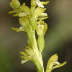 Corallorhiza trifida