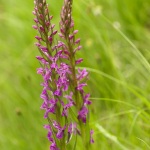 Dactylorhiza elata