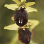 Ophrys passionis