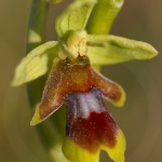 Ophrys aymoninii