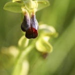 Ophrys sulcata