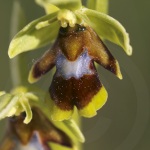 Ophrys aymoninii