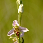 Ophrys apifera