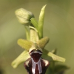 Ophrys incubacea