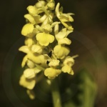 Orchis pallens