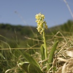 Orchis pallens