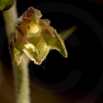 Epipactis microphylla