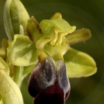 Ophrys sulcata