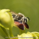 Andrena sp. et Ophrys sulcata