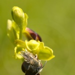 Andrena sp. et Ophrys sulcata