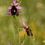 Ophrys catalaunica