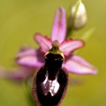 Ophrys catalaunica