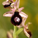 Ophrys catalaunica