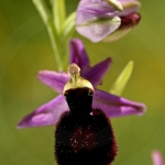 Ophrys catalaunica